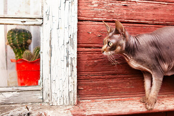 A very beautiful and fragile Sphynx cat.