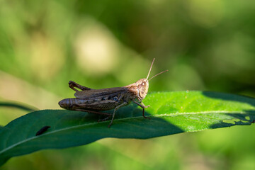 Common field grasshoper sitting on a green leaf macro photography in summertime. Common field grasshopper sitting on a plant in summer day close-up photo. Macro insect on a green background.