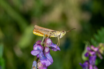 Grasshopper sitting on a purple flower on a summer day macro photography. Photo of a grasshopper close-up on a green background. Macro insect sitting on a violet flower.