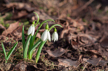 White flowers of snowdrops in the spring rays of the sun, background in defocus