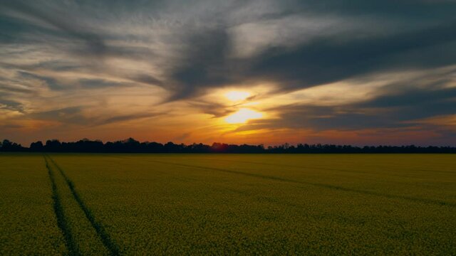 Golden sunset cloud sky in rapeseed field. Blue sky orange sunset at rapes field