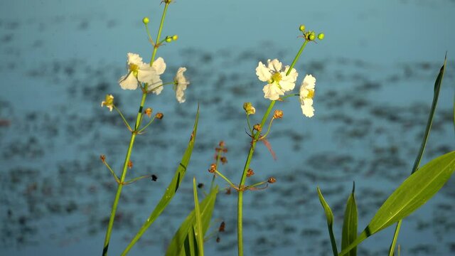 White and yellow flowers on bush at edge of tropical pond in southwest Florida in late afternoon light--sun light highlights flowers. medium view 323
