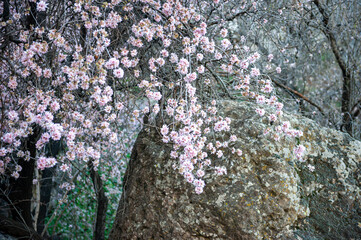 Almond Tree in Bloom  with rocks, mountains and grass in background in Spring in the mountains of Tenerife, Canary Island. Winter blossom on Gran Canaria, Canary Islands, Spain