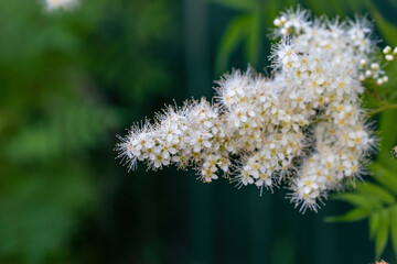 Blossom false spiraea on a green background in summer day macro photography. A fluffy branch of sorbaria sorbifolia flowers with white petals in summertime, close-up photo.