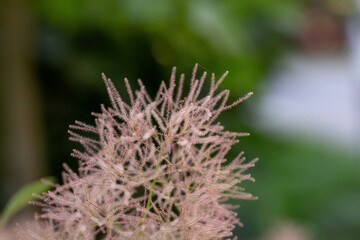 Smoketree plant in summer sunny day macro photography. Smoke bush close-up photo in summertime. Cotinus floral background.