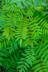 Green leaves of a false spiraea in summer day macro photography. Foliage of sorbaria sorbifolia plant in summertime, close-up photo.