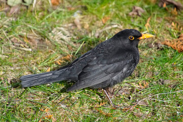 Blackbird in early spring in March on the lawn in the park in search of food