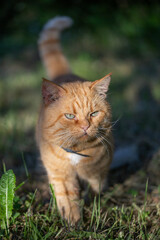Naklejka na ściany i meble Ginger cat walks on the street on a summer sunny day, close-up photo. Portrait of a ginger cat in the summer. Orange pet in the countryside.