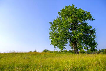 Fototapeta na wymiar Oak tree. Oak in the meadow