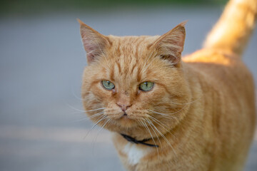 Ginger cat walks on the street on a summer sunny day, close-up photo. Portrait of a ginger cat in the summer. Orange pet in the countryside.