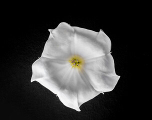 Fototapeta na wymiar Top view of a flower on black background. On black background.