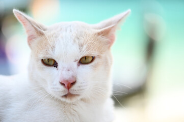 Closeup portrait cat nature backdrop