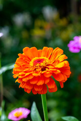 Blossom orange zinnia flower on a green background on a summer day macro photography. Blooming zinnia with orange petals close-up photo in summertime. 
