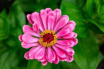 Obraz premium Blossom pink zinnia flower on a green background on a summer day macro photography. Blooming zinnia with purple petals close-up photo in summertime. 
