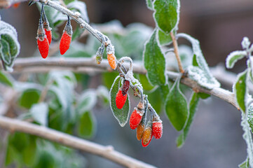Goji berries on a branch with leaves covered in hoarfrost. Red berries in winter