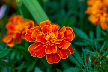 Orange marigold flower on a green background on a summer sunny day macro photography. Blooming tagetes flower with red petals in summer, close-up photo.	