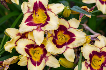 Bicolor lilies on a summer sunny day macro photography. Unusual lily with purple accents on yellow petals close-up photo in summer.