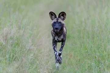 Foto op Aluminium African Wild Dog hunting in a game reserve in the Greater Kruger Region in South Africa © henk bogaard