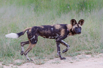 African Wild Dog hunting in a game reserve in the Greater Kruger Region in South Africa