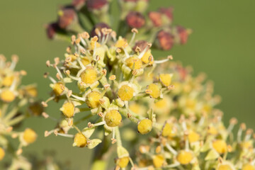 Close up of common ivy (hedera helix) flowers and berries