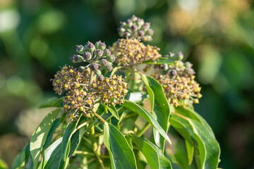 Close up of common ivy (hedera helix) flowers and berries