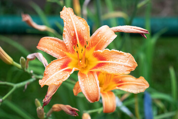 Orange daylily flower in the garden