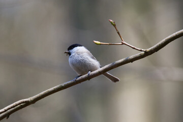 Sumpfmeise oder Nonnenmeise (Poecile palustris) mit Nistmaterial in der Oberlausitz	
