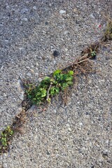 moss on stone
