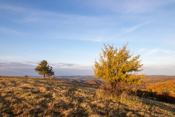 Fototapeta premium autumn landscape with trees and sky