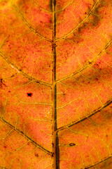 leaf texture