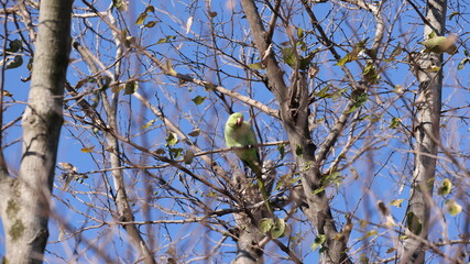 木の中にたたずむホンセイインコの写真
