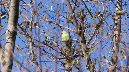 木の中にたたずむホンセイインコの写真