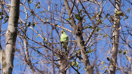 木の中にたたずむホンセイインコの写真