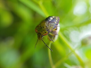 Closeup of ladybug on green leaf