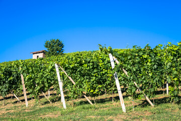 Fototapeta na wymiar Piedmont hills in Italy with scenic countryside, vineyard field and blue sky