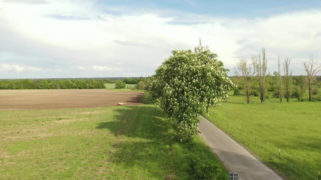 Endlich wieder Fr&uuml;hling und die Kastanien tragen ihre Bl&uuml;ten