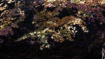 晩秋の紅葉の写真