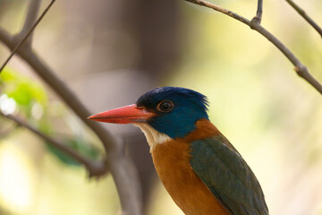 Kingfisher bird perched on a tree branch (Green-backed kingfisher, Actenoides monachus) in Tangkoko national park, Indonesia