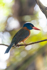 Kingfisher bird perched on a tree branch (Green-backed kingfisher, Actenoides monachus) in Tangkoko national park, Indonesia