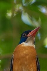 Kingfisher bird perched on a tree branch (Green-backed kingfisher, Actenoides monachus) in Tangkoko national park, Indonesia
