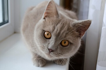 A beautiful kitten of the British breed looks into the camera with orange eyes.