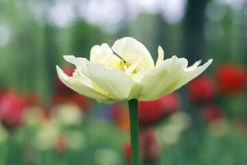 White tulip blooming against the background of a flower plantation, bulbous plants, park, botanical garden, spring landscape 
