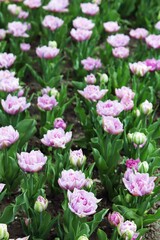 Group of blooming pink tulips in the park, flower plantation, spring season