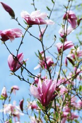 Flowers and branches of blooming pink magnolia on a background of blue sky in a park, garden, in a natural environment, spring