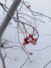 Rowan berries on a branch. Snow-covered red berries. Rowan berries on a branch in winter