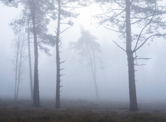 pine tree silhouettes on misty morning in dutch forest near utrecht in the netherlands