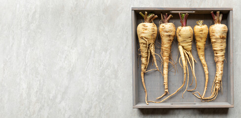 Parsnip vegetable root in wooden box. Banner with copy space. Bio root vegetable.