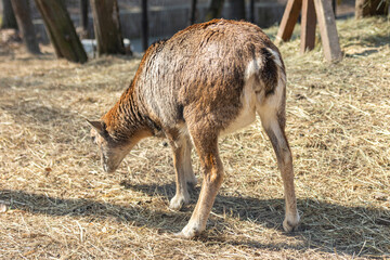 a picture of a wild goat in a zoo 