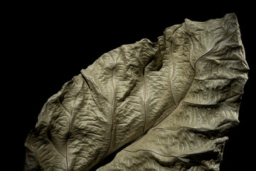 Fototapeta na wymiar Close up of dried teak tree (Tectona grandis) leaf on black background showing details and texture