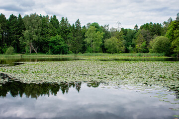 Calm Day at Forest with Lake